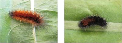 Predator-Induced Plasticity on Warning Signal and Larval Life-History Traits of the Aposematic Wood Tiger Moth, Arctia plantaginis